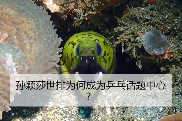 孙颖莎世排为何成为乒乓话题中心？